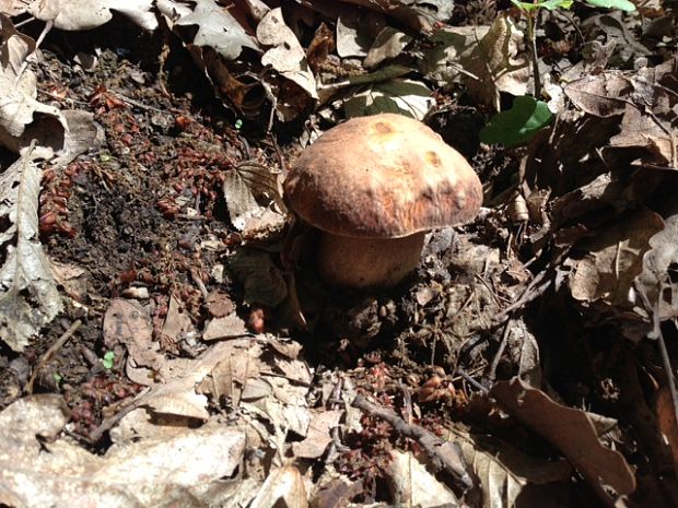 hríb dubový Boletus reticulatus Schaeff.