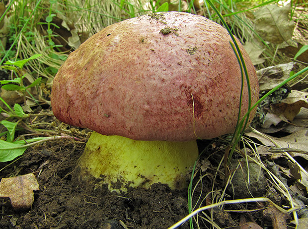 hríb kráľovský Butyriboletus regius (Krombh.) D. Arora & J.L. Frank