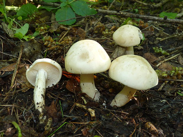 čírovnica májová Calocybe gambosa (Fr.) Donk