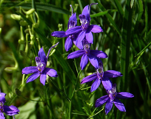 ostrôžka poľná metlinatá Consolida regalis subsp. paniculata