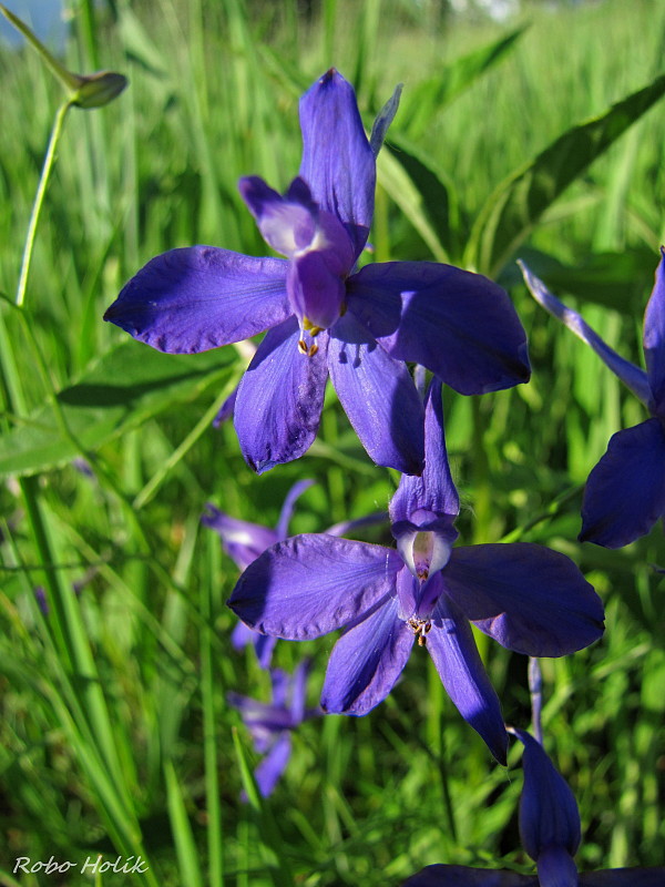 ostrôžka poľná Consolida regalis Gray