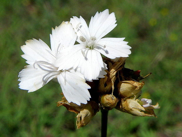 klinček pontederov - albín  Dianthus pontederae A. Kern.