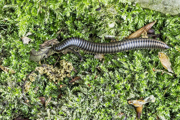 mnohonôžka Diplopoda sp.