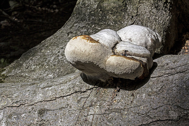 práchnovec kopytovitý Fomes fomentarius (L.) J.J. Kickx