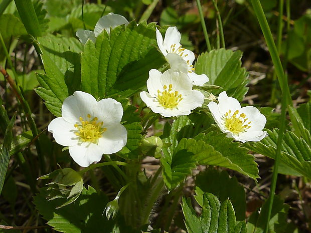 jahoda trávnicová Fragaria viridis (Duchesne) Weston