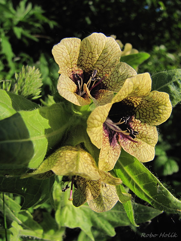 blen čierny Hyoscyamus niger L.