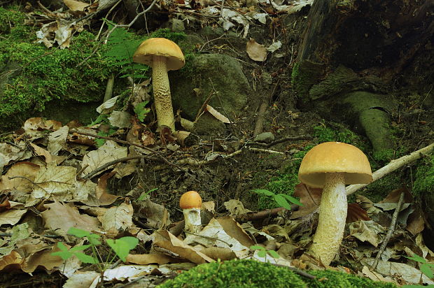 kozák Leccinum sp.