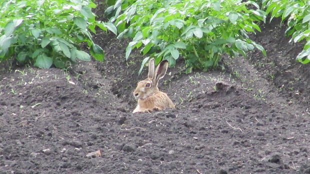 zajac Lepus europaeus