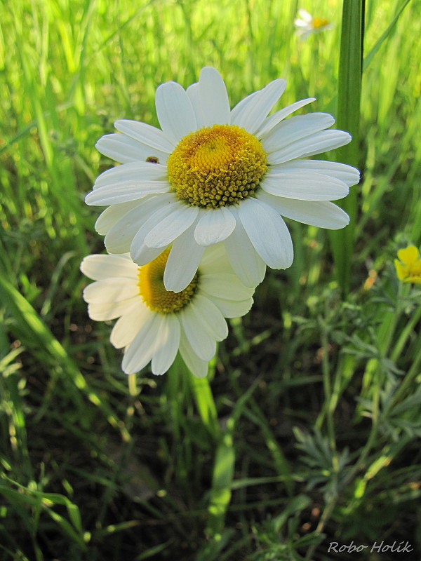 margaréta biela Leucanthemum vulgare Lam.