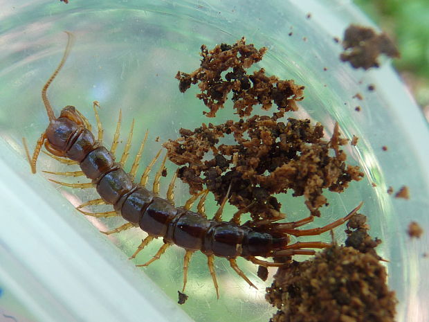 stonožka škvorová Lithobius forficatus