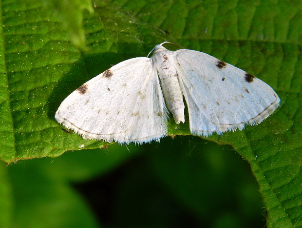 listnatka dvojškvrnná  Lomographa bimaculata  Fabricius, 1775