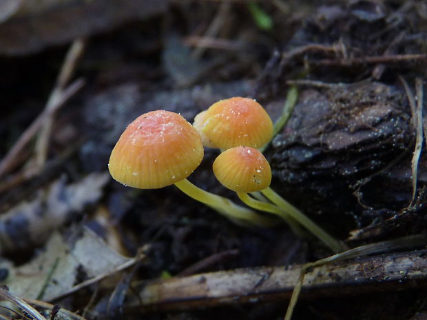 prilbička ihličková Mycena acicula (Schaeff.) P. Kumm.