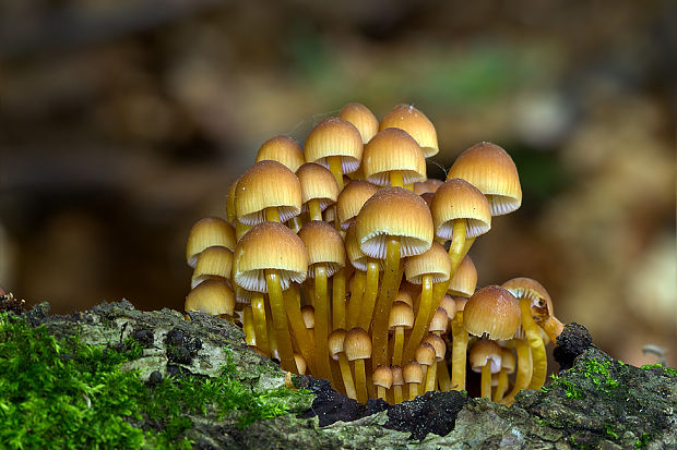 prilbička žltohlúbiková Mycena renati Quél.