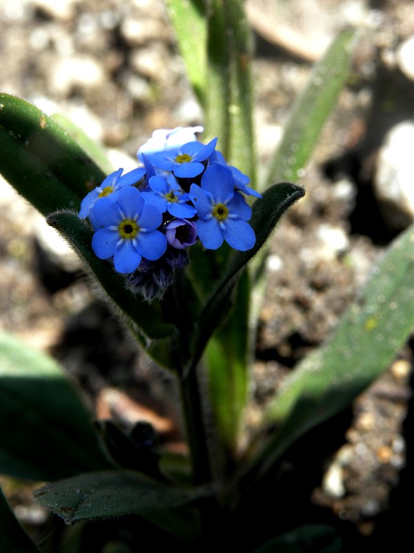 nezábudka alpínska Myosotis alpestris  F. W. Schmidt