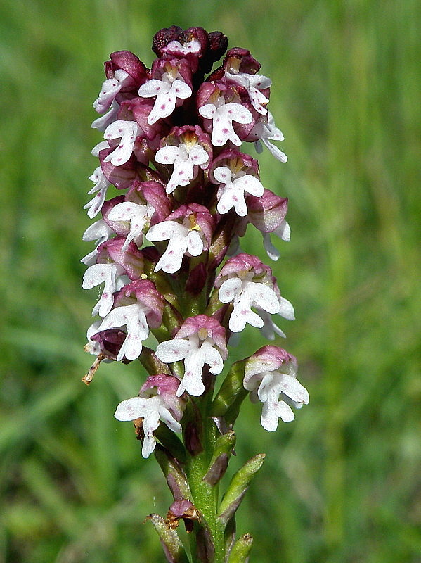 neotinea počerná pravá Neotinea ustulata subsp. ustulata (L.) R. M. Bateman, A. M. Pridgeon et M. W. Chase