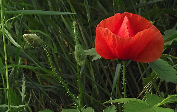 mak vlčí Papaver rhoeas L.