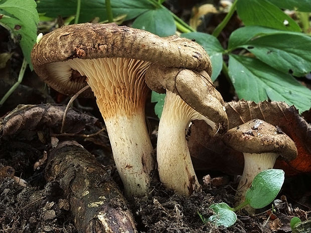 čechračka jelšová Paxillus rubicundulus  P.D. Orton