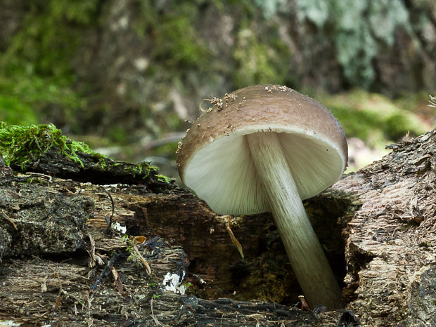 štítovka jelenia Pluteus cervinus (Schaeff.) P. Kumm.