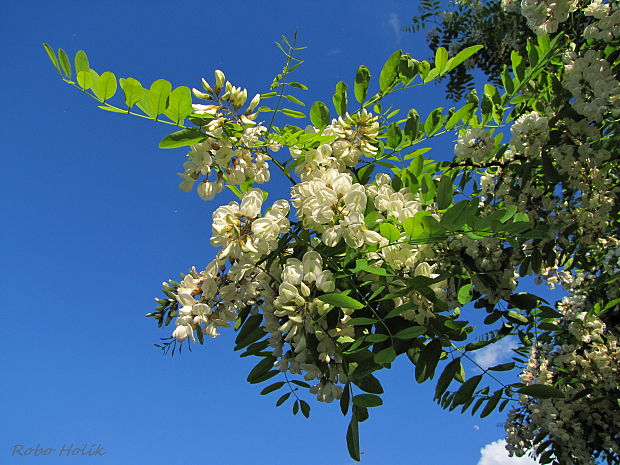 agát biely Robinia pseudoacacia L.