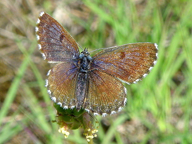 modráčik rozchodníkový - samička  Scolitantides orion  Pallas, 1771