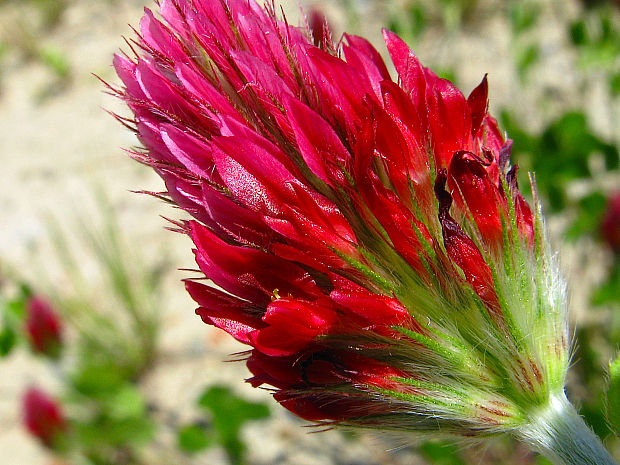 ďatelina purpurová Trifolium incarnatum L.