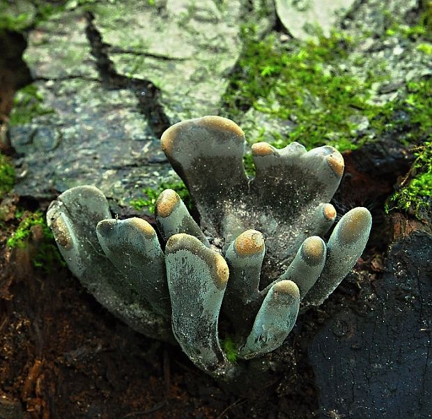 drevnatec Xylaria sp.