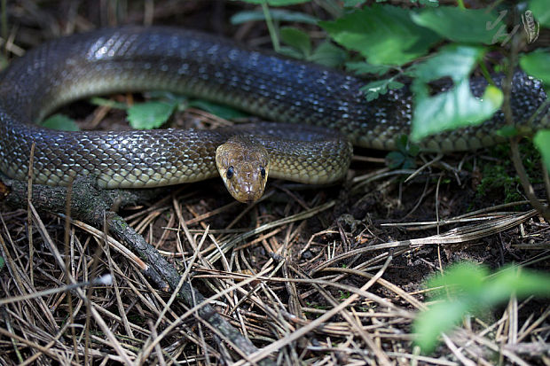 užovka stromová Zamenis longissimus