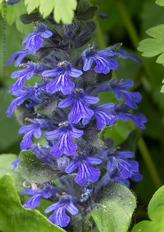 zbehovec plazivý Ajuga reptans L.