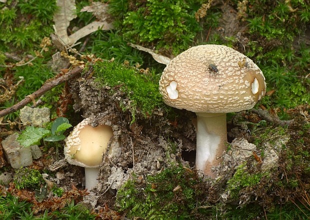 muchotrávka červenkastá Amanita rubescens Pers.