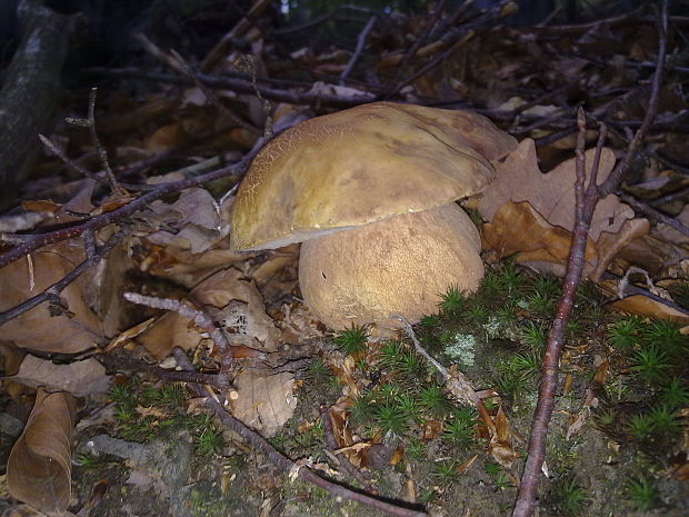 hríb sosnový Boletus pinophilus Pil. et Dermek in Pil.