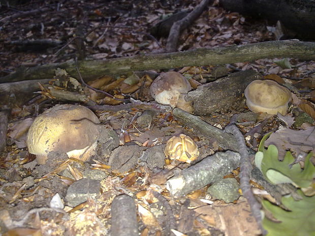 hríb sosnový Boletus pinophilus Pil. et Dermek in Pil.