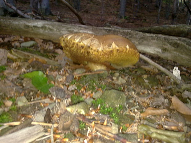 hríb sosnový Boletus pinophilus Pil. et Dermek in Pil.