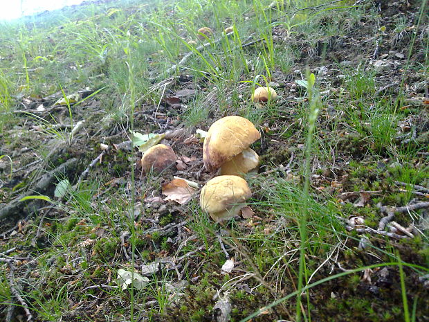 hríb sosnový Boletus pinophilus Pil. et Dermek in Pil.