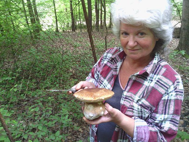 hríb dubový Boletus reticulatus Schaeff.