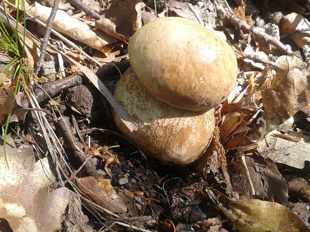 hríb dubový Boletus reticulatus Schaeff.