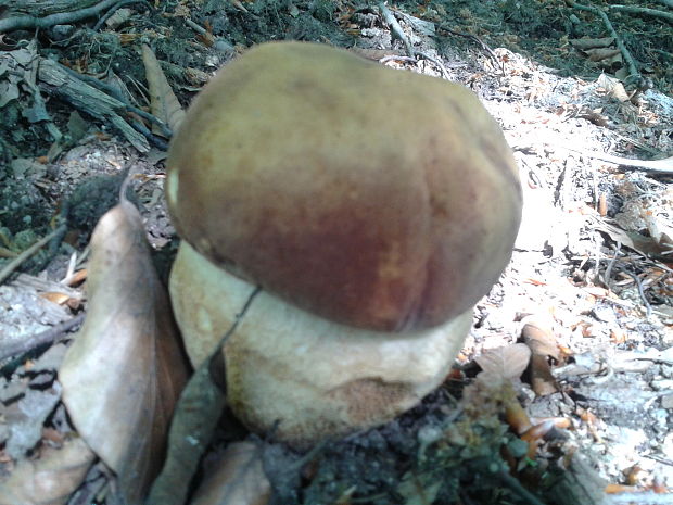 hríb dubový Boletus reticulatus Schaeff.