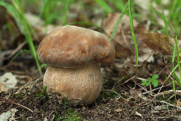 hríb dubový Boletus reticulatus Schaeff.