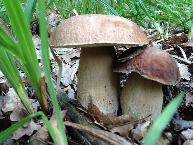 hríb dubový Boletus reticulatus Schaeff.