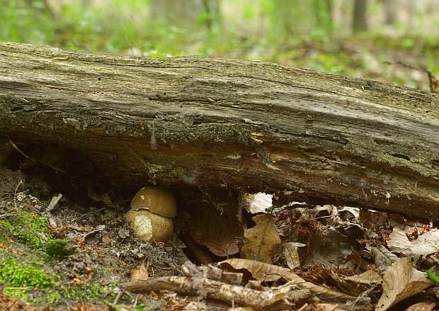 hríb dubový Boletus reticulatus Schaeff.