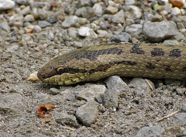 užovka hladká Coronella austriaca