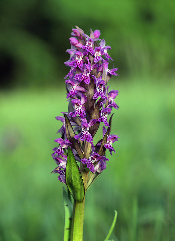 vstavačovec májový pravý Dactylorhiza majalis subsp. majalis (Reincherb.) Hunt & Summerh.