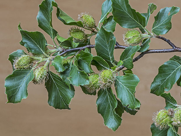 buk lesný Fagus sylvatica L.