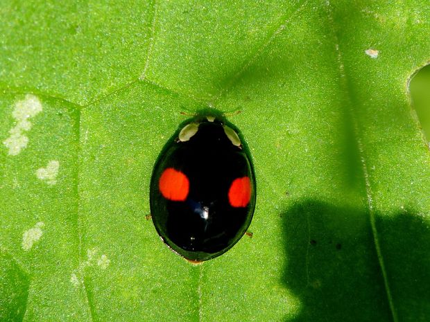 lienka Harmonia axyridis