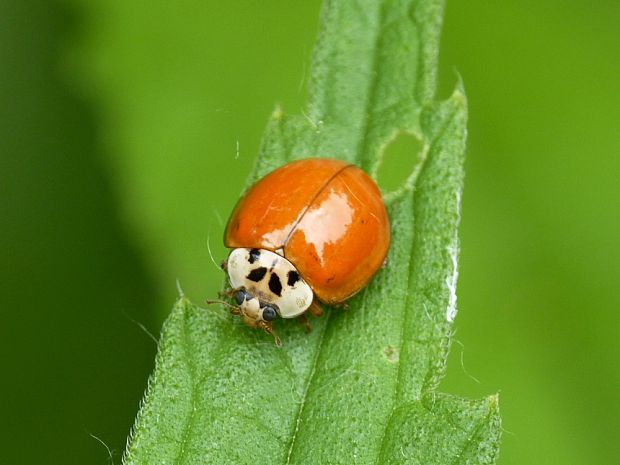 lienka Harmonia axyridis