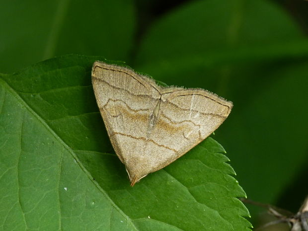 pamora černicová Herminia tarsicrinalis