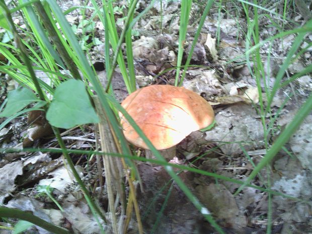 kozák osikový Leccinum albostipitatum den Bakker & Noordel.