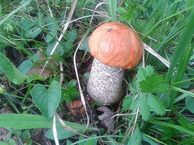 kozák osikový Leccinum albostipitatum den Bakker & Noordel.