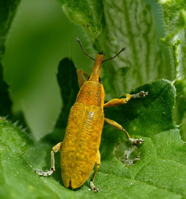 nosánik Lixus pulverulentus