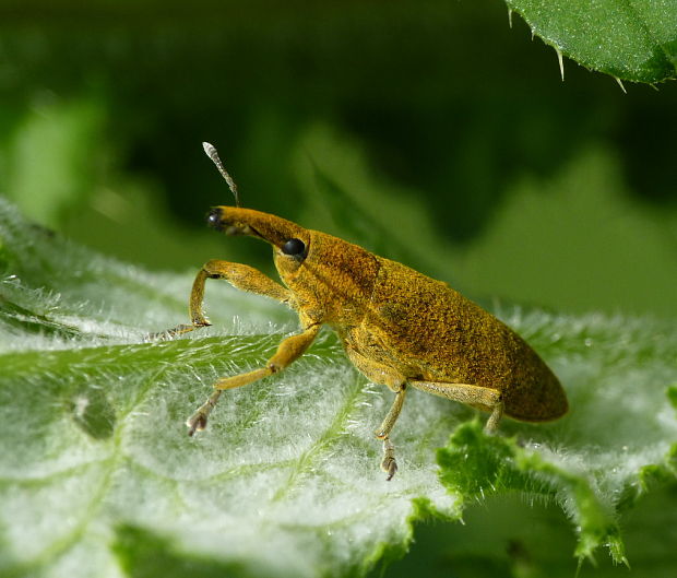 nosánik Lixus pulverulentus