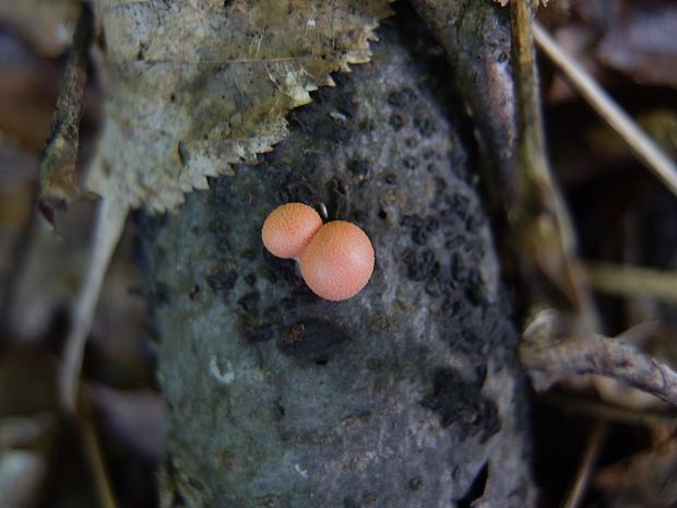 vlčinka červená Lycogala epidendrum (J.C. Buxb. ex L.) Fr.